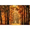 MARBURG | Golden Forest Autumn